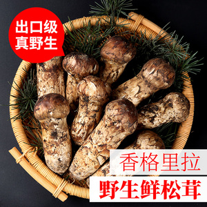 香格里拉野生松茸新鲜云南野生菌松耸正宗出口未级开伞松茸菌500g