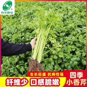 四季小香芹种子芹菜种籽大全四季播种高产香味浓阳台盆栽蔬菜种孑