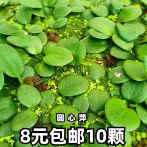 圆心萍水面装饰浮性水草造景鱼缸庭院办公室窗台斗鱼繁殖水生植物