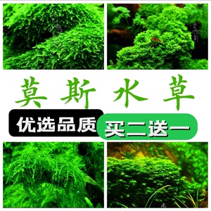 莫斯水草合集 鹿角苔 垂泪 美凤 珊瑚 松茸 阴性草