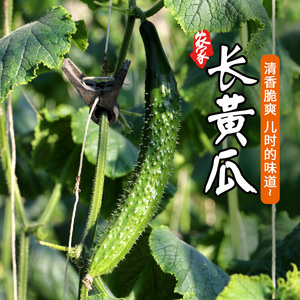 密云蔬菜 长黄瓜清脆爽口黄瓜味浓儿时的味道本地黄瓜 新鲜500g