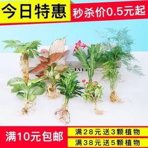 绿萝水培植物办公室内小盆栽绿植土养花卉发财树九里香袖珍椰竹柏