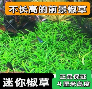 鱼缸造景前景活体水草前景 迷你椒草 可以蔓延成草皮 生长缓慢