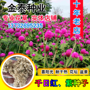 千日红种子 火球花 百日红 圆仔花 千日白大花千日紫种子景观绿化