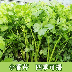 芹菜种子 四季小香芹 水芹白骨黄心芹香味浓郁阳台庭院大田种植