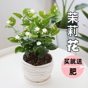 茉莉花盆栽带花苞四季观花植物开花不断室内驱蚊浓香净化空气绿植