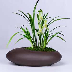 紫砂兰花花盆2021新款创意文竹蝴蝶兰客厅绿植盆带托盘大个性陶瓷
