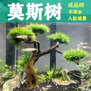 成品莫斯树沉木造景 迎客松水草活体淡水 鱼缸装饰增氧植物杜鹃根