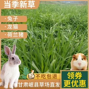 2022年新晒干特级提摩西草荷兰猪干草饲料龙猫豚鼠兔粮牧草兔子草