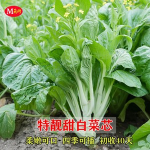 特靓甜白菜芯种子早熟甜菜苔广东南方四季播青菜种子菜园蔬菜种籽