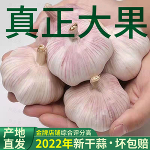 2022新干大蒜头3斤 5斤 10斤白紫皮大蒜鲜自然晾坏包赔农家直发