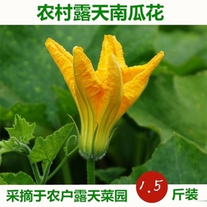 新鲜南瓜花 食用蔬菜花南瓜 北瓜花倭瓜花番瓜花 野菜 特色菜