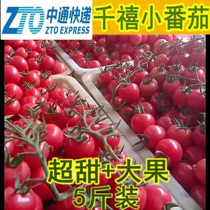 千禧小番茄5斤山东特产超甜圣女果釜山88樱桃小番茄农家蔬菜包邮