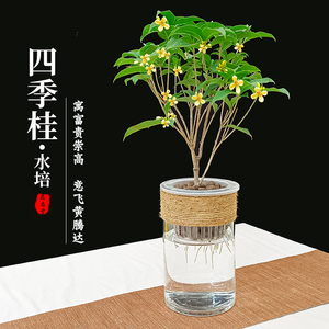 水培植物桂花小盆栽树苗四季绿植花卉盆景水生水养办公室内桌面