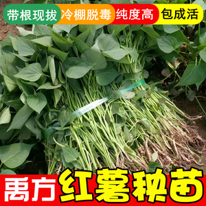 蜜薯苗100棵脱毒烟薯25西瓜红糖心地瓜种植秧食叶冰淇淋板栗紫薯