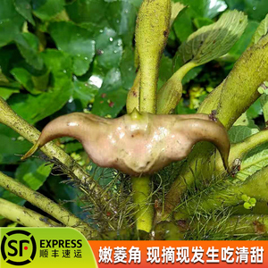 洪湖新鲜嫩菱角生吃清甜棱角现摘青菱角生吃菱角米莲角嫩菱果