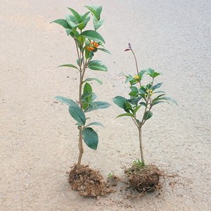 四季桂花树苗盆栽实原生桂花日香桂月桂天香台阁花佛顶珠地盆景