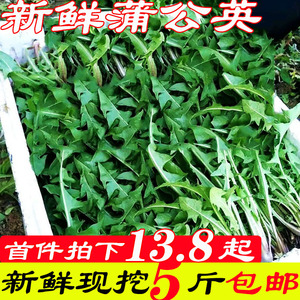 蒲公英新鲜野生5斤现挖 山野菜苦菜婆婆丁花带根东北蘸酱菜嫩叶草