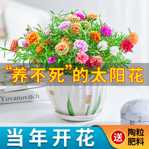 太阳花盆栽重瓣混色花卉绿植四季开花阳台室内好养盆栽植物带花苞