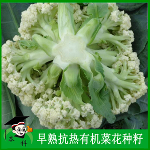 6-7月种早熟耐热抗热55天珍玉松花55松花菜种子蔬菜种孑菜花种籽