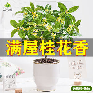 桂花盆栽室内绿植花卉四季开花室外好养活房间阳台植物老桩盆景花