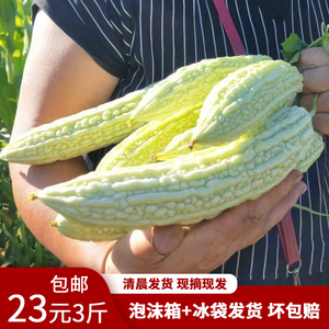 湖南本地新鲜白苦瓜青苦瓜应季蔬菜青农家自种现摘现发 【3斤】