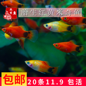 红黄米奇鱼活体小型热带淡水鱼剑尾鱼 鱼苗胎生鱼水族宠物观赏鱼