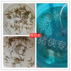 工具虾黑虾黑壳虾除藻虾耐活冷水观赏虾淡水虾宠物鲜活鱼缸清洁虾