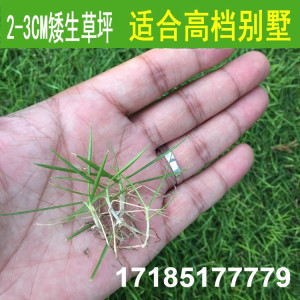 草坪种子庭院别墅美国四季青狗牙根黑麦草草籽耐寒护坡牧草不修剪