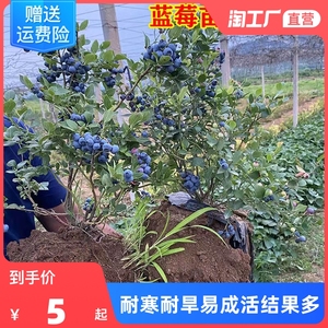 蓝莓树果苗盆栽苖带果蓝莓苗地栽室内阳台庭院南北方种植当年结果