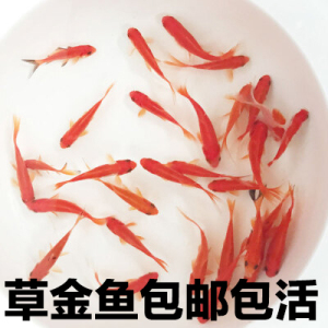 草金鱼苗活鱼饲料鱼观赏鱼练手鱼小金鱼小草小红草金活鱼锦鲤包邮