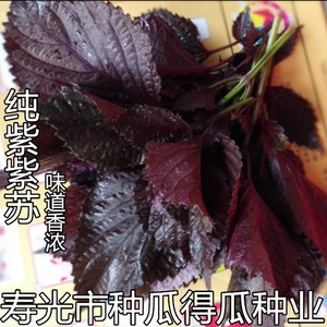 纯紫紫苏种子 双色纯绿紫苏种籽 春夏秋四季播蔬菜种孑苗阳台盆栽