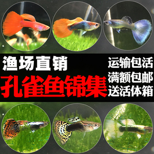 孔雀鱼活体凤尾鱼苗红绿灯水族淡水宠物大耳小型热带草缸观赏鱼