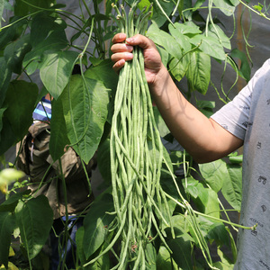 密农人家 长豇豆 新鲜长豆角 密云农家种植蔬菜新鲜 时令蔬菜400g