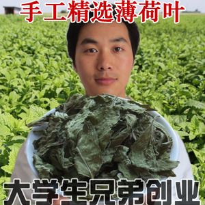 手工精选薄荷叶 新鲜薄荷茶 清爽干薄荷叶 可以泡茶可用于酸梅汤