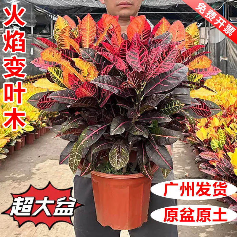 Красочная древесина, меняющая цвет, комнатные растения в горшках, красивые цветы в гостиной...