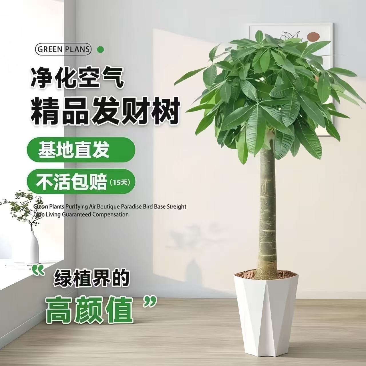 Крупномасштабное зеленое растение Fortune tree в горшке для украшения гостиной в помещении очищает воздух, за растениями легко ухаживать и подкармливать их