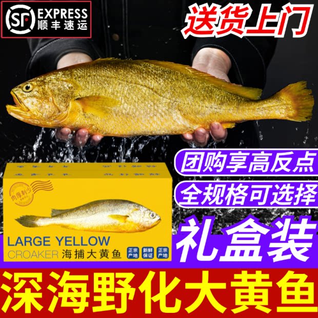 Дикий Желтый Горбыль В подарочной коробке из морепродуктов Spree Глубоководный свежемороженый Очень большой Дикий Желтый Горбыль Весенний фестиваль Новогодние товары