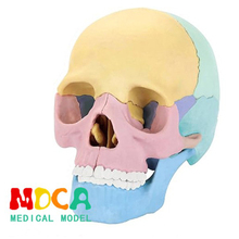 Анатомический череп фото