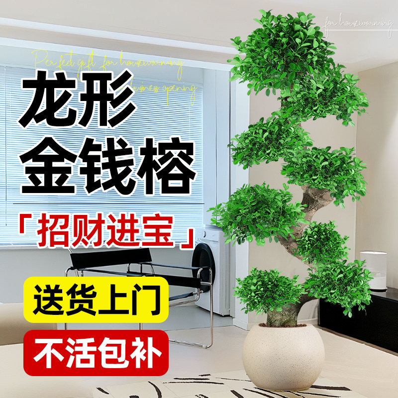 Комнатные растения в горшках money banyan в форме дракона, крупномасштабный бонсай для гостиной, новоселье в новом доме, высококлассное чувство значимости, его легко выращивать