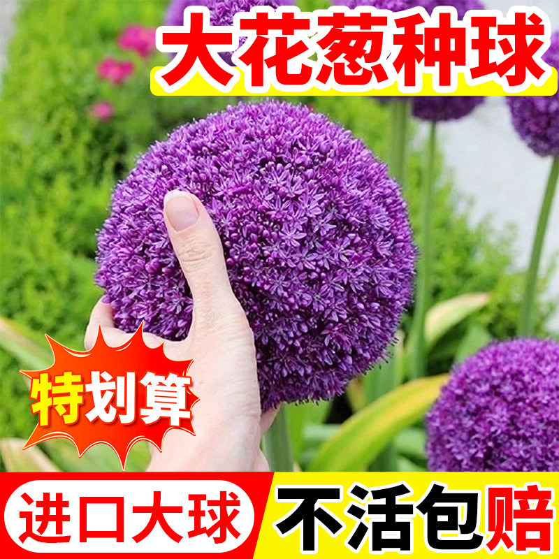 Крупноцветковый зеленый лук Four seasons, импортные луковицы, холодостойкие цветы, комнатные растения, садовые растения, зубчатый зеленый лук, луковичные корнеплоды
