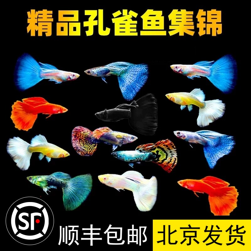 Рассада живых рыбок гуппи, декоративные рыбки, тропическая мелкая рыбка, живая рыба, пресноводные, хорошего разведения, живостойкие бутиковые чистокровные анчоусы