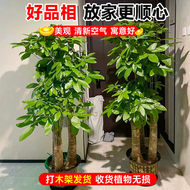 Lucky step high fortune tree трехполюсная оригинальная гостиная с большими зелеными растениями в горшках на новоселье, подарки на открытие нового домашнего офиса