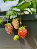Товары от 添伊良  植物护肤