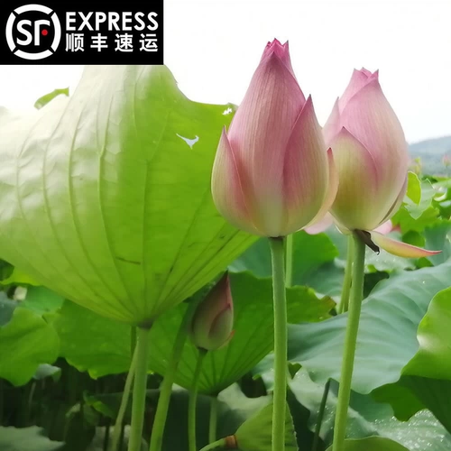 SF Бесплатная доставка теперь выбирает свежие лотосовые цветочные бутоны, цветы, цветочные букеты, цветочная вода для буддийских гидравлических растений