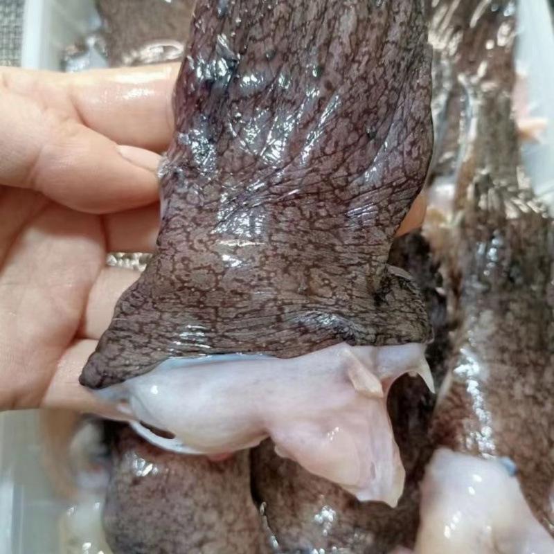 Домашние очень крупные акульи плавники, глубоководный морской черт, плавники с шипами, полные плавники, рыбные ушки, рыба разная, свежая и быстрозамороженная, целая коробка