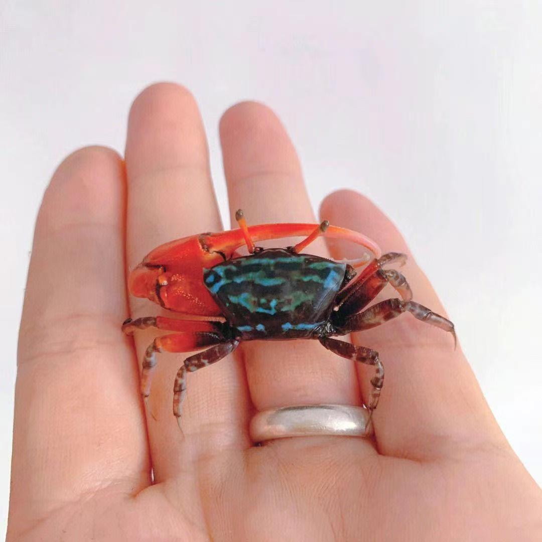 Семейные крабы, арбузные крабы, аквариумные ленивые домашние животные, декоративные крабы, пресноводные крабы, разноцветные крабы, которых легко выращивать и с которыми легко жить