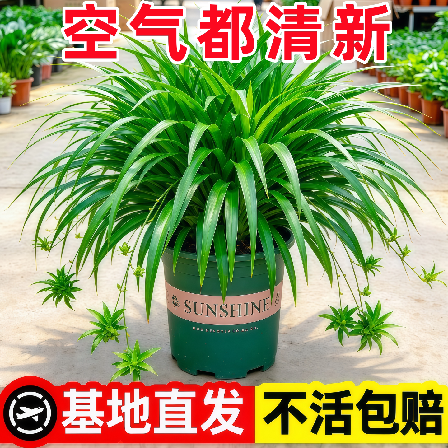 Хлорофитум Аоба в горшках зеленый хлорофитум four seasons Phnom Penh Golden heart chlorophytum хорош для зеленых растений и цветов в офисе на балконе во дворе