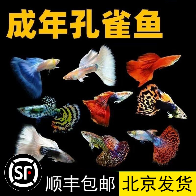 Рассада живых рыбок гуппи, декоративные рыбки, тропическая мелкая рыбка, живая рыба, пресноводные, хорошего разведения, живостойкие бутиковые чистокровные анчоусы