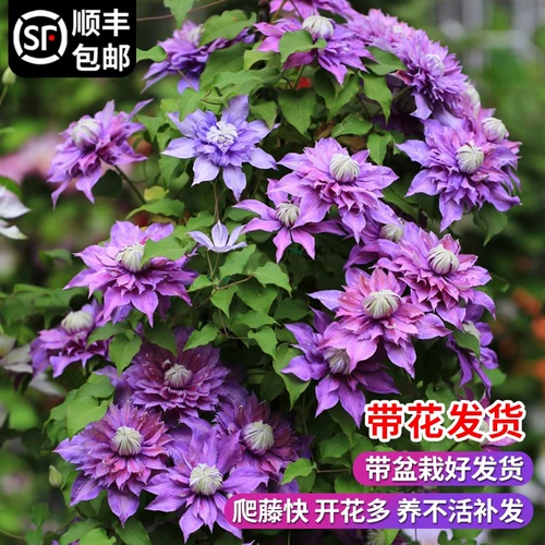 Железная линия саженцы лотос